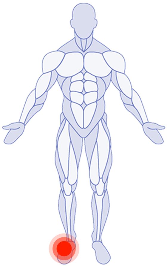 Parte del corpo anteriore: Arto inferiore