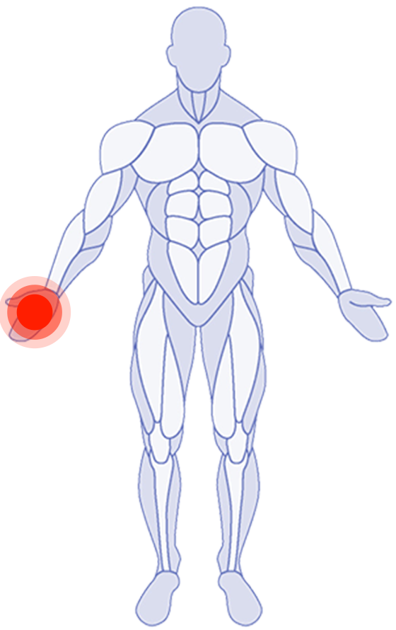 Parte del corpo anteriore: Arto superiore
